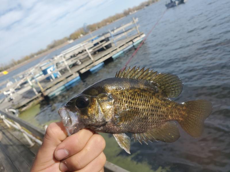 Rock bass in Minnesota