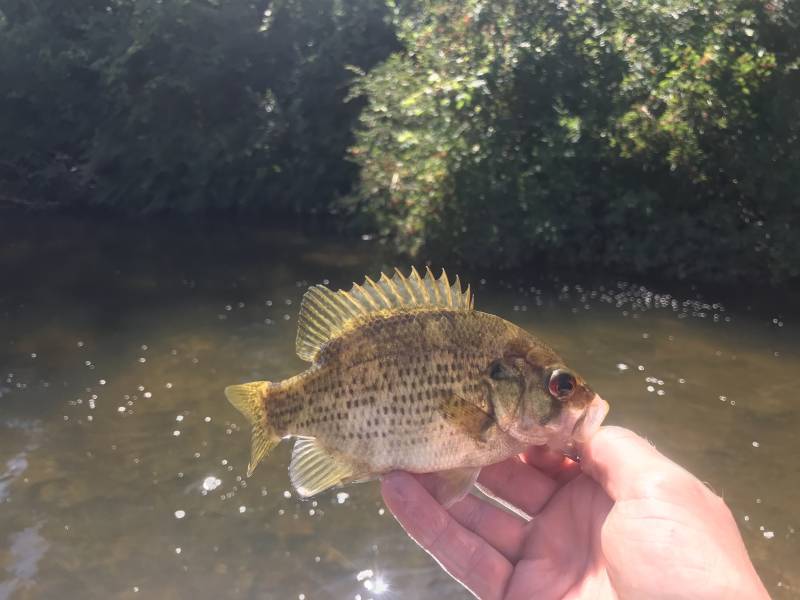 Rock bass in Ithaca