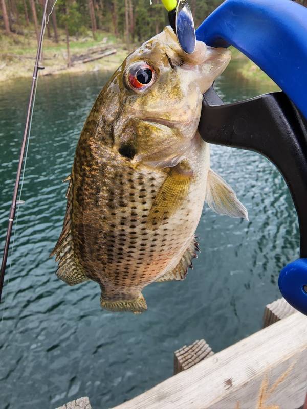 Rock bass in South Dakota