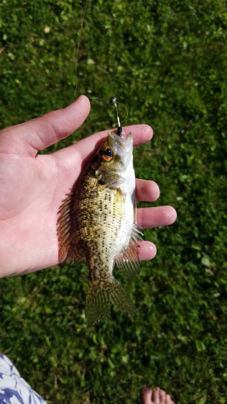 Rock bass in Oconomowoc