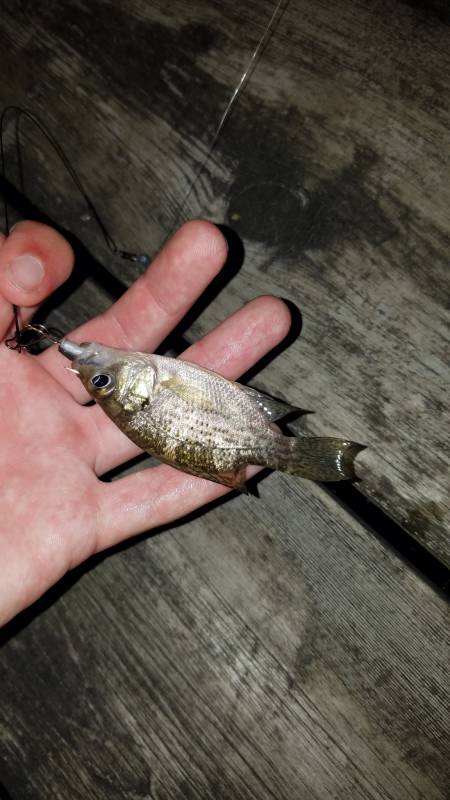 Rock bass in Oconomowoc