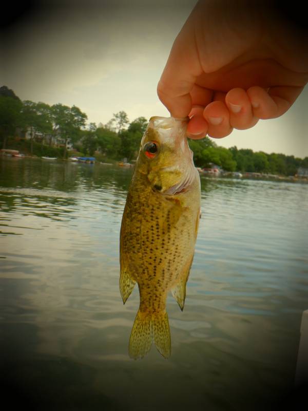 Rock bass in Oconomowoc