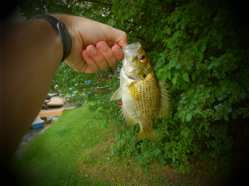 Rock bass in Oconomowoc