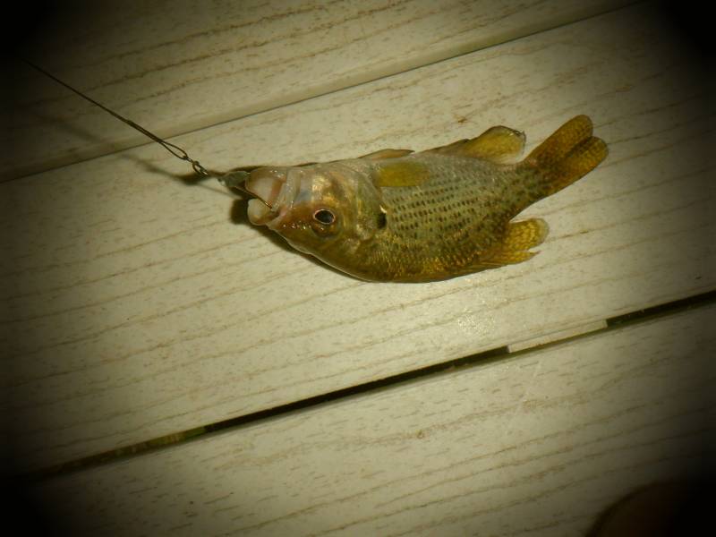 Rock bass in Oconomowoc