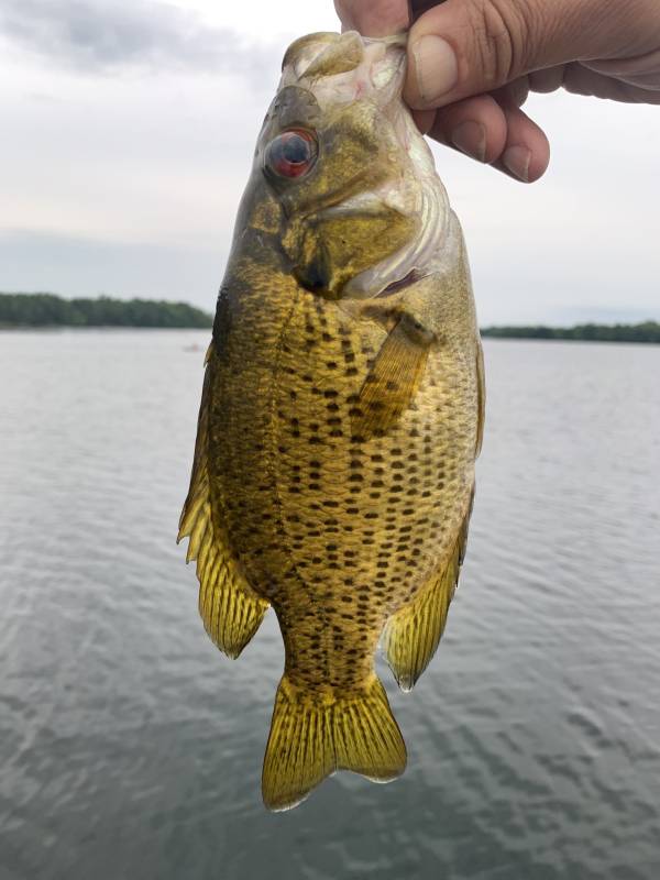 Rock bass in Minnesota