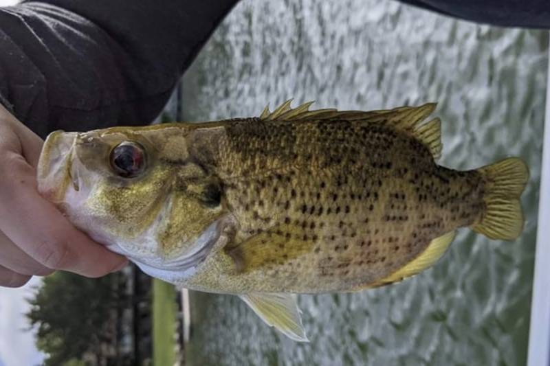 Rock bass in Richmond