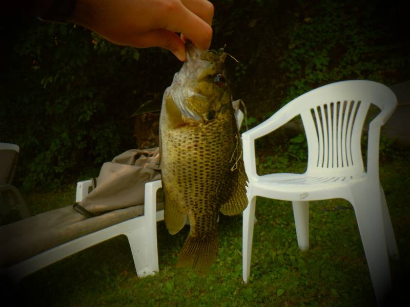 Rock bass in Oconomowoc