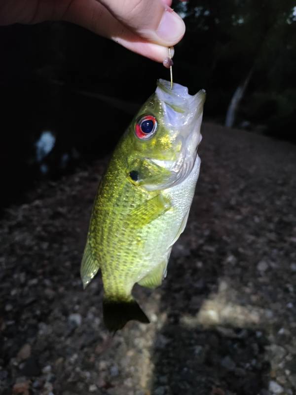 Rock bass in Pitman