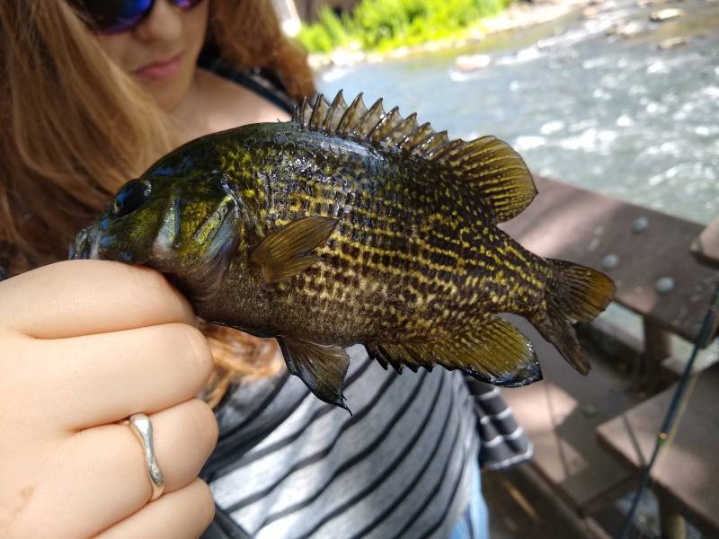 Rock bass in Bryson City