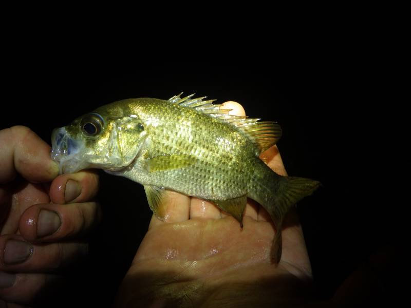 Rock bass in East Aurora