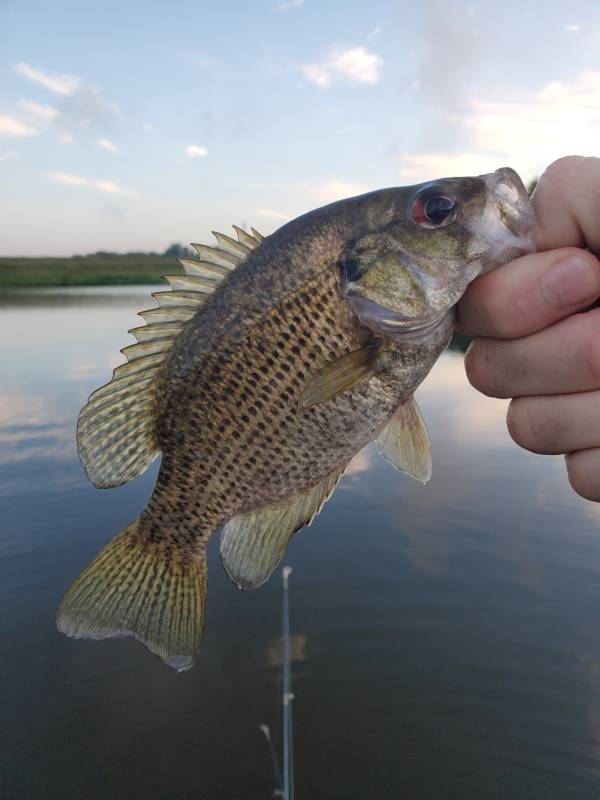 Rock bass in Minnesota