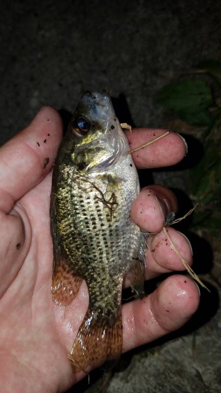 Rock bass in Lake Okauchee