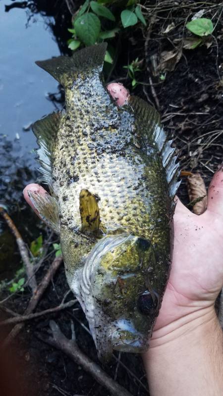 Rock bass in Oconomowoc