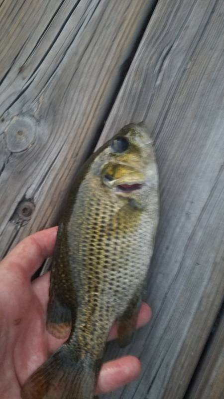 Rock bass in Oconomowoc