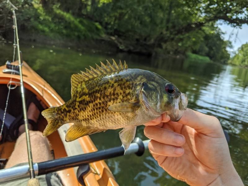 Rock bass in Pitman