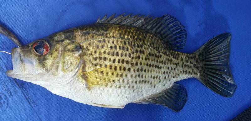 Rock bass in Detroit