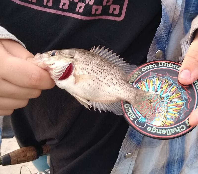 Rock bass in Hoffman Estates