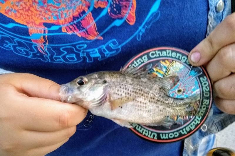 Rock bass in Kendall County
