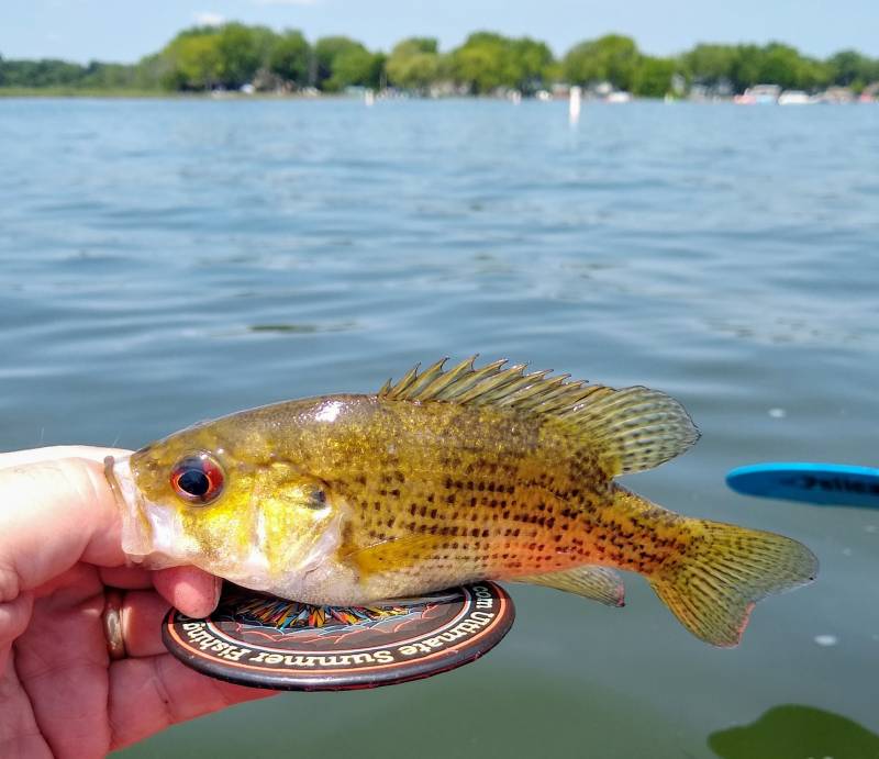 Rock bass in Fox Lake