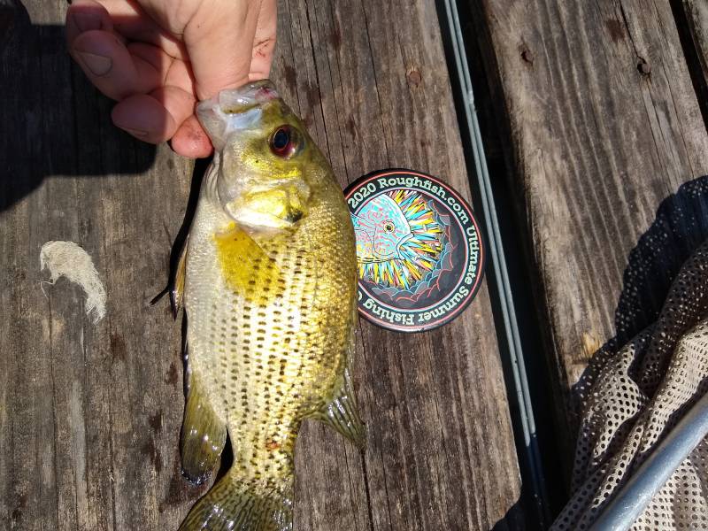 Rock bass in Fox Lake