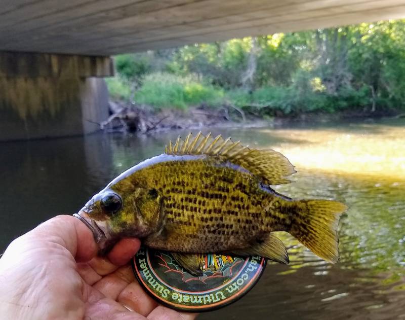 Rock bass in Kendall County