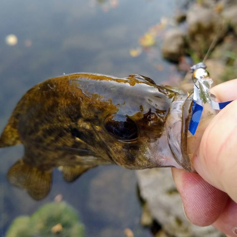 Rock bass in Kendall County