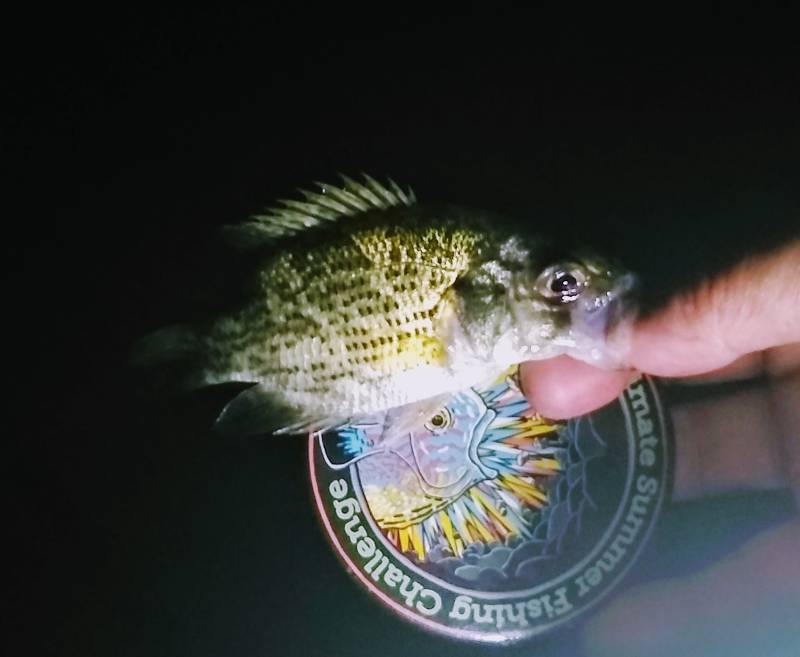 Rock bass in Fox Lake