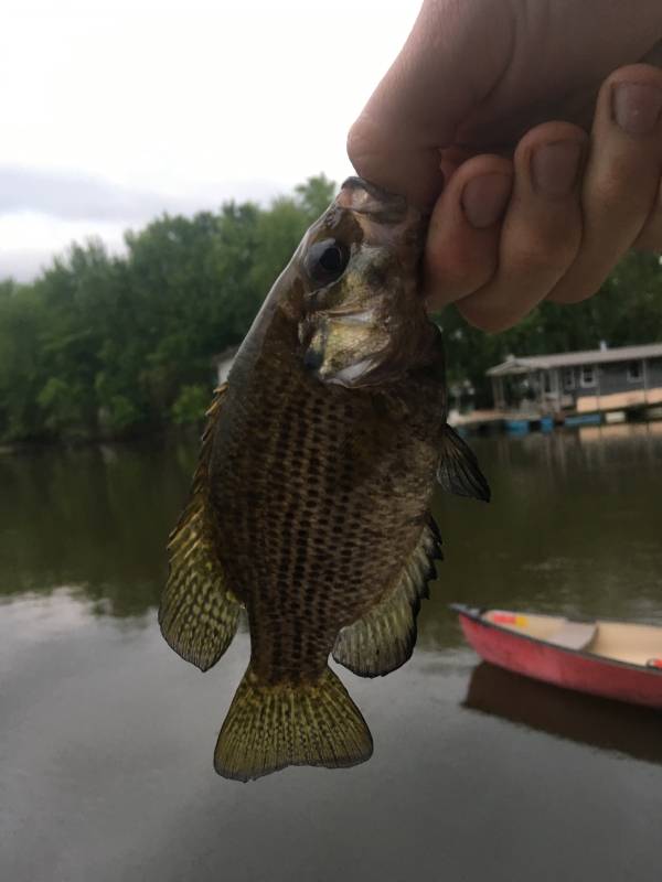 Rock bass in Winona County