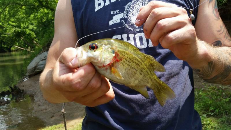 Rock bass in Tennessee