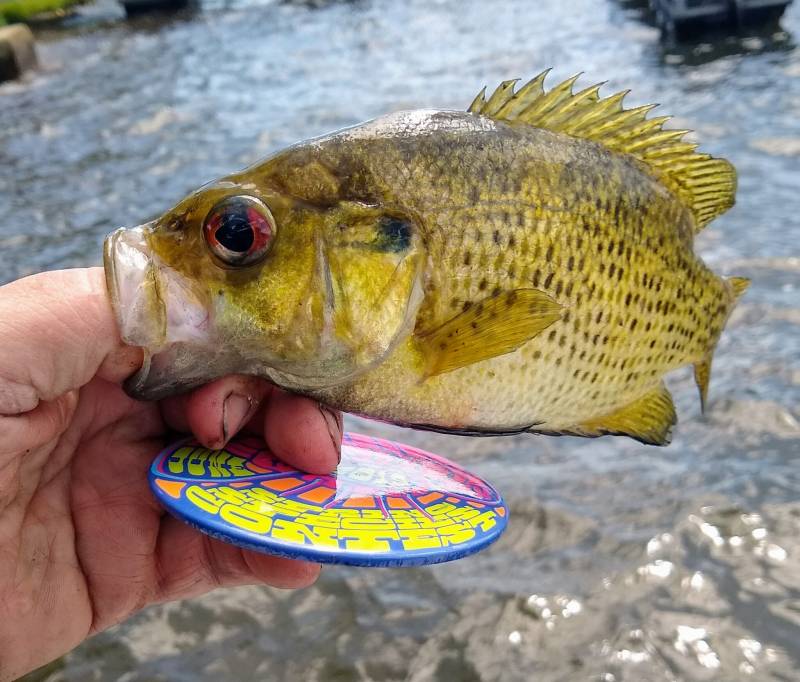 Rock bass in Fox Lake