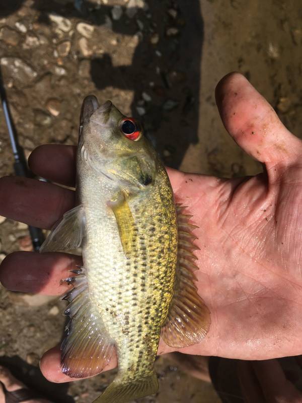 Rock bass in Salem