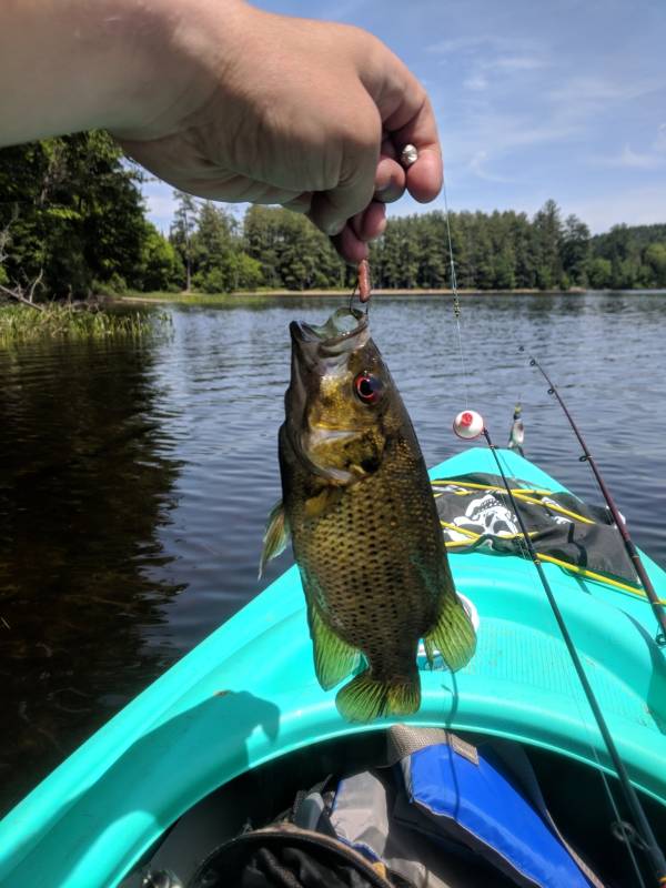 Rock bass in Village of Tupper Lake