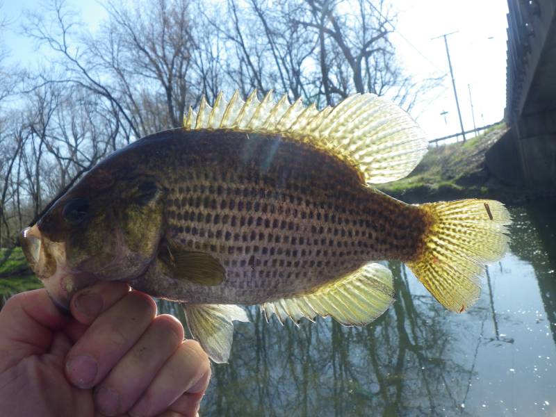 Rock bass in Kendall County