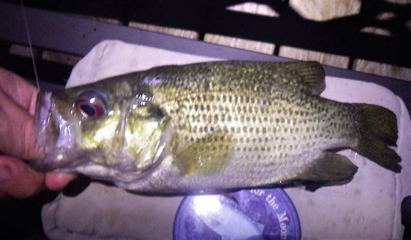 Rock bass in Fox Lake