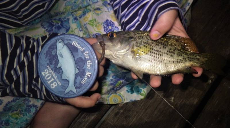 Rock bass in Fox Lake