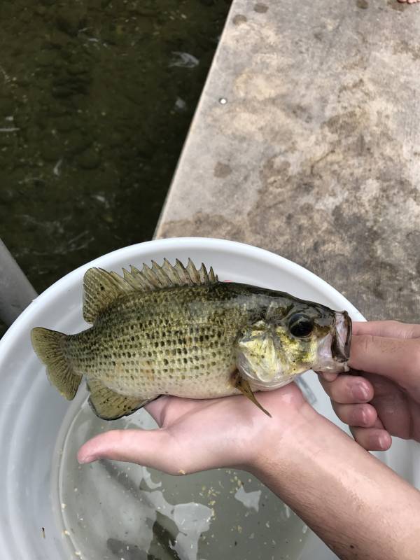 Rock bass in Otter Tail County