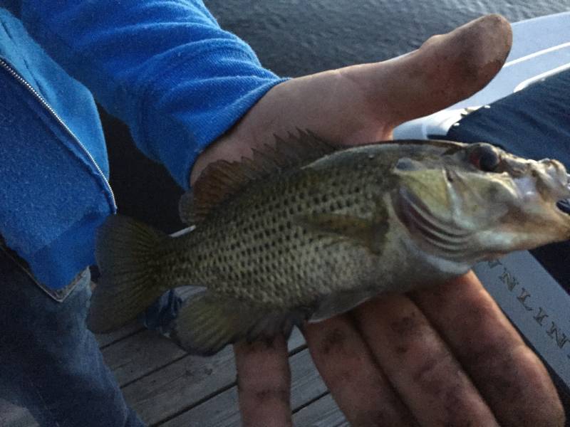 Rock bass in Village of Whitehall