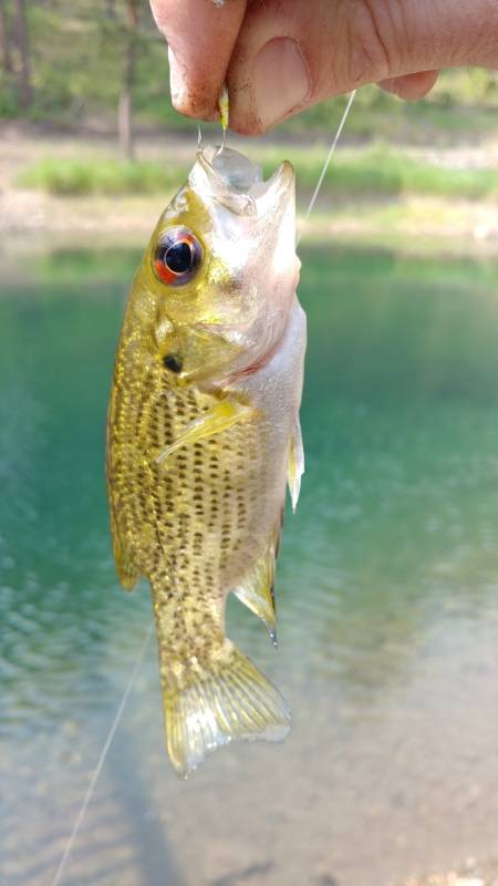 Rock bass in South Dakota