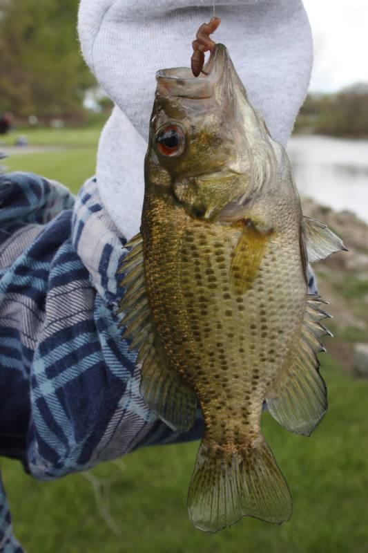 Rock bass in Oak Harbor