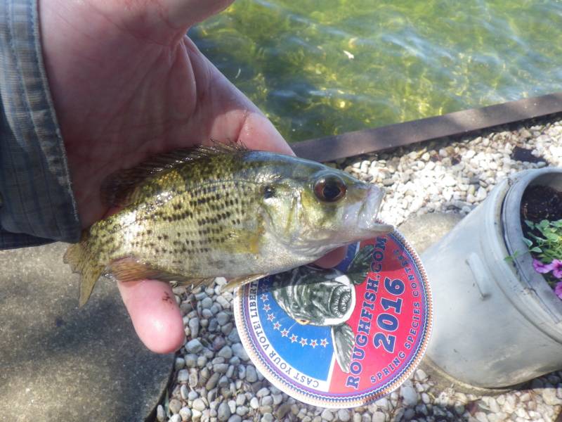 Rock bass in Fox Lake