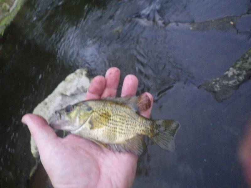 Rock bass in Ozaukee County