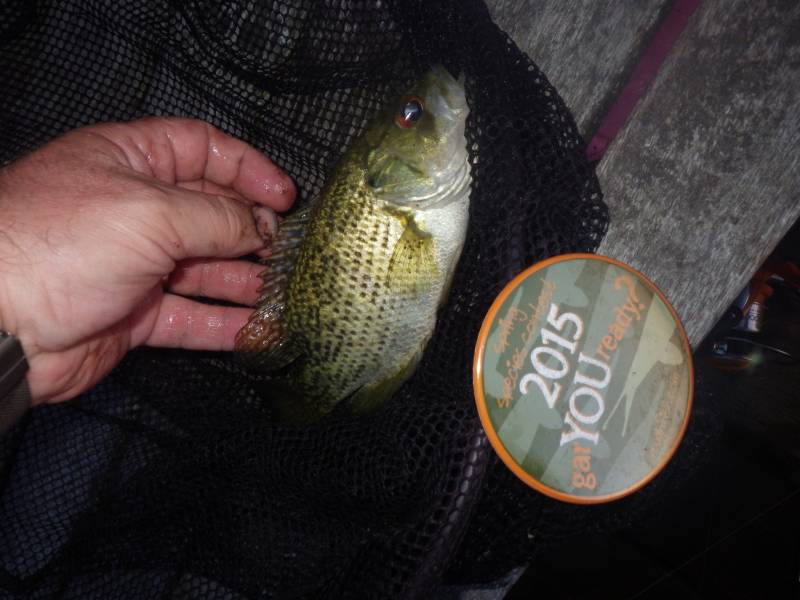 Rock bass in Fox Lake