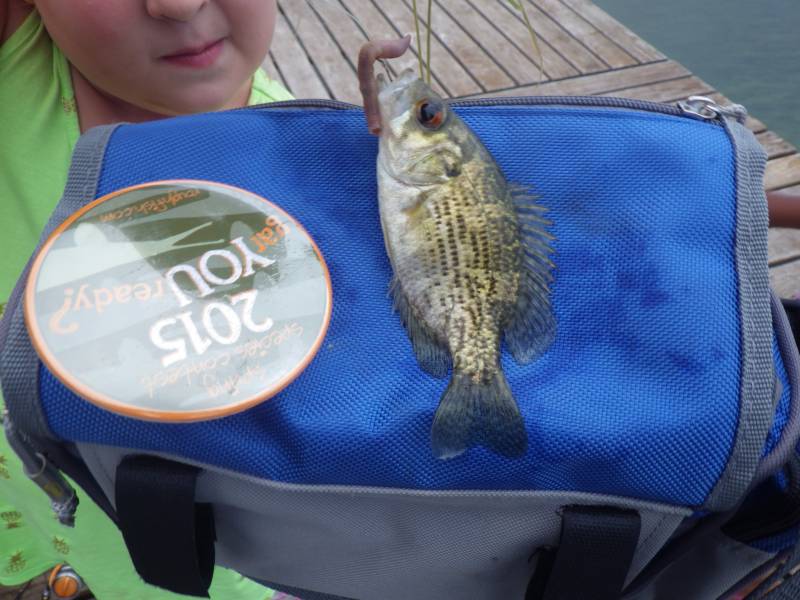 Rock bass in Fox Lake