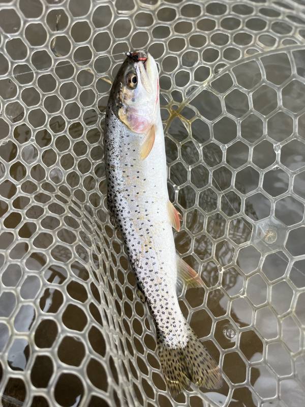 Cutthroat trout in Salt Lake City