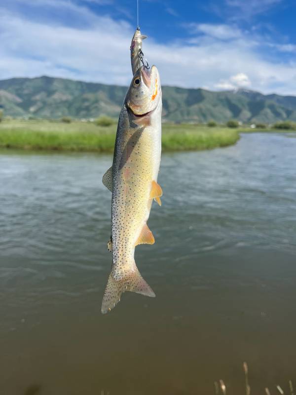 Cutthroat trout in United States