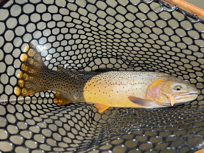 Cutthroat trout in United States