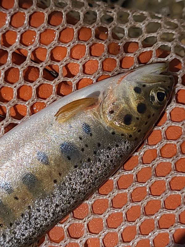 Cutthroat trout in United States