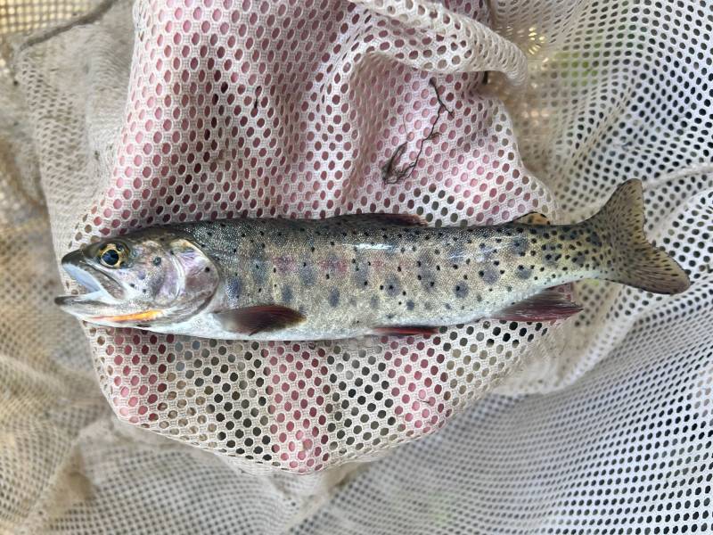 Cutthroat trout in Salt Lake City