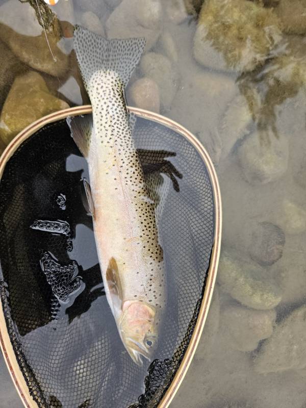 Cutthroat trout in United States