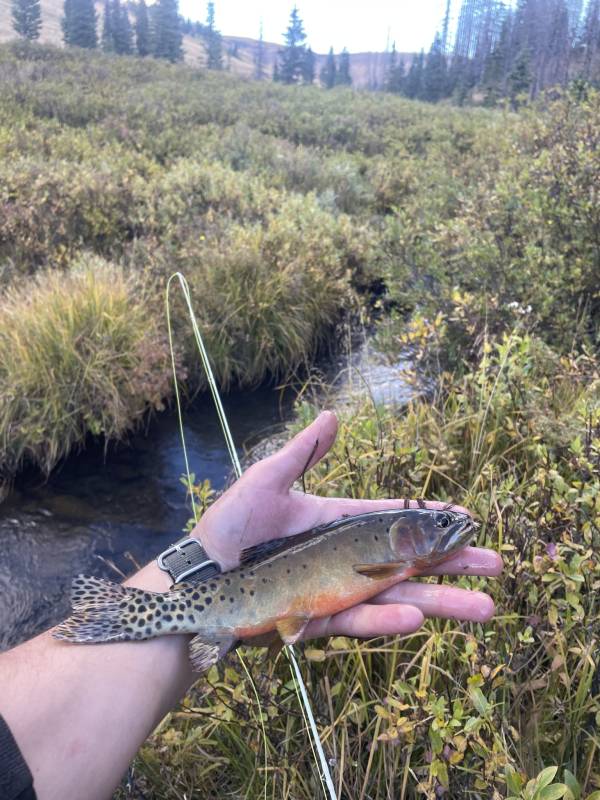 Cutthroat trout in Mora County